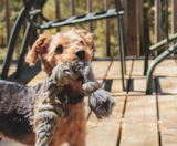 Yorkie Chon Puppies For Sale Fairfield Furbabies